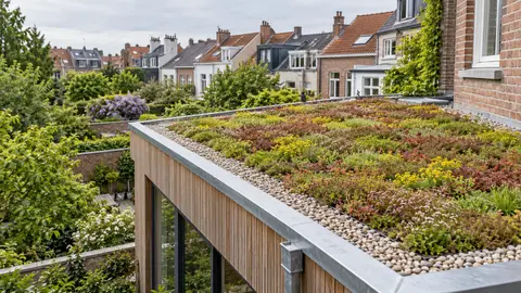 Toiture plate végétalisée en sedum sur l’annexe d’une maison bruxelloise